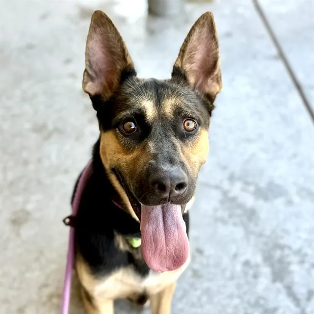 An adult large-sized male German Shepherd Dog dog named Powell for adoption in Tucson, AZ