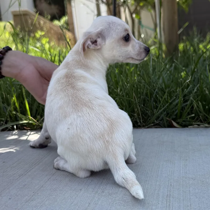 Mr. Happy Graham thumbnail 2