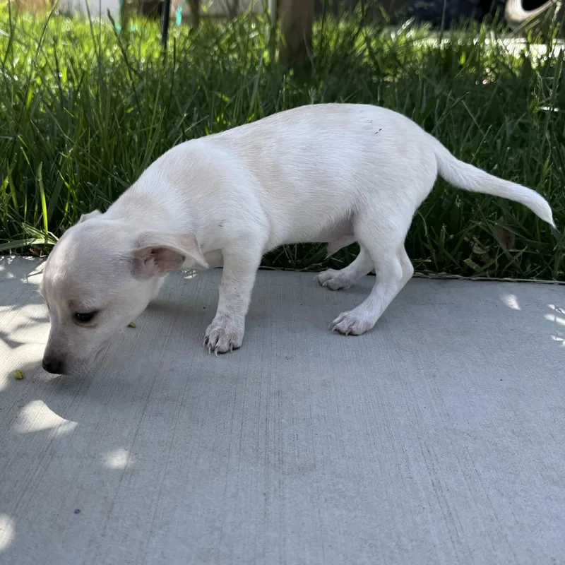 Mr. Happy Graham thumbnail 3