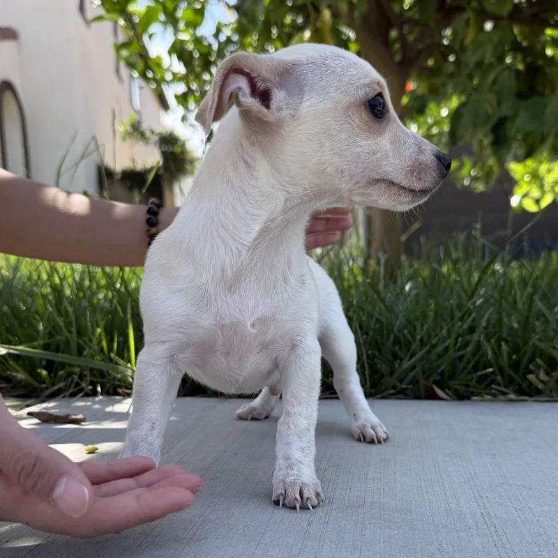 Mr. Happy Graham thumbnail 4