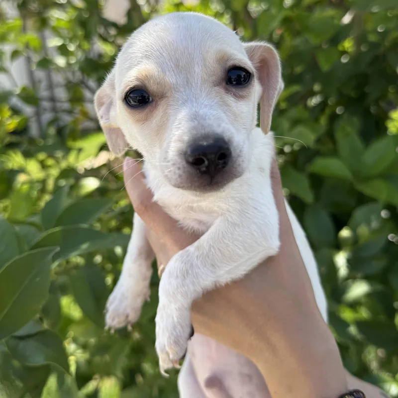 Mr. Happy Graham thumbnail 5