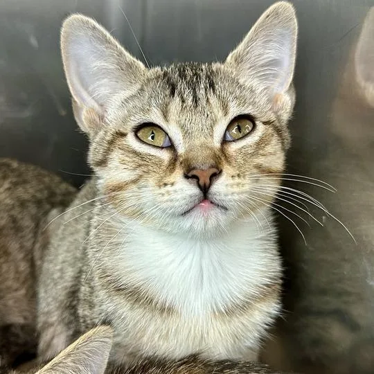 A baby small-sized female Brown / Chocolate Domestic Short Hair cat named Octopus for adoption in Matteson, IL