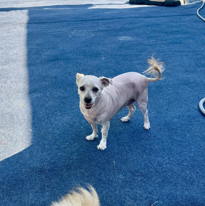 An adult small-sized female Havanese dog named Cinnamon for adoption in Columbus, IN