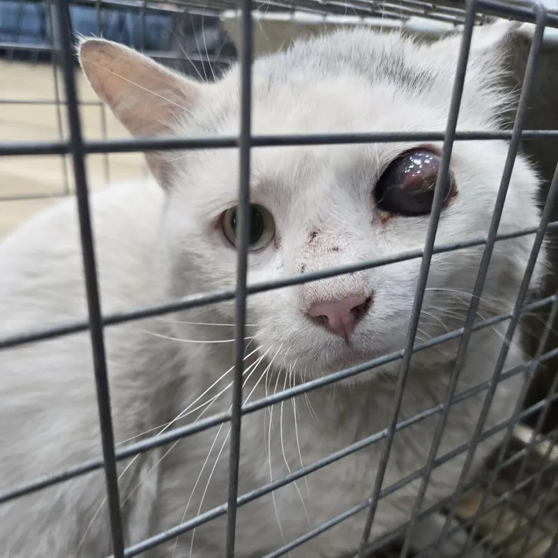 A baby small-sized male White Domestic Short Hair cat named Peter for adoption in Newark, NJ