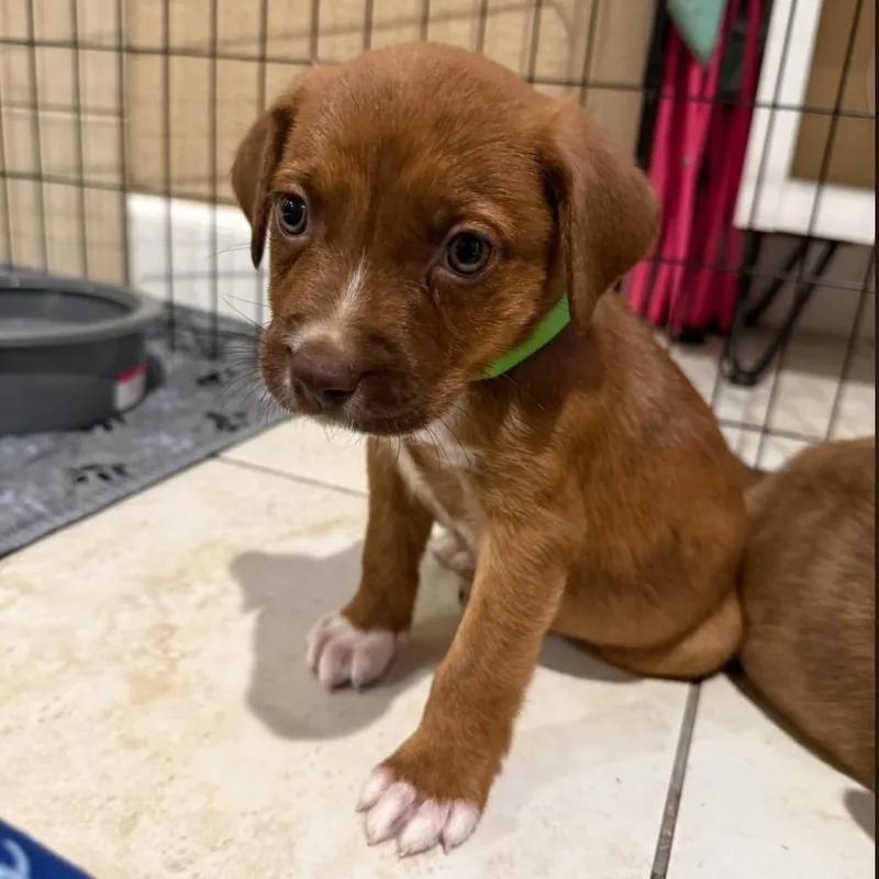 A baby medium-sized male Brown / Chocolate Pit Bull Terrier dog named Waffle for adoption in Brentwood, CA