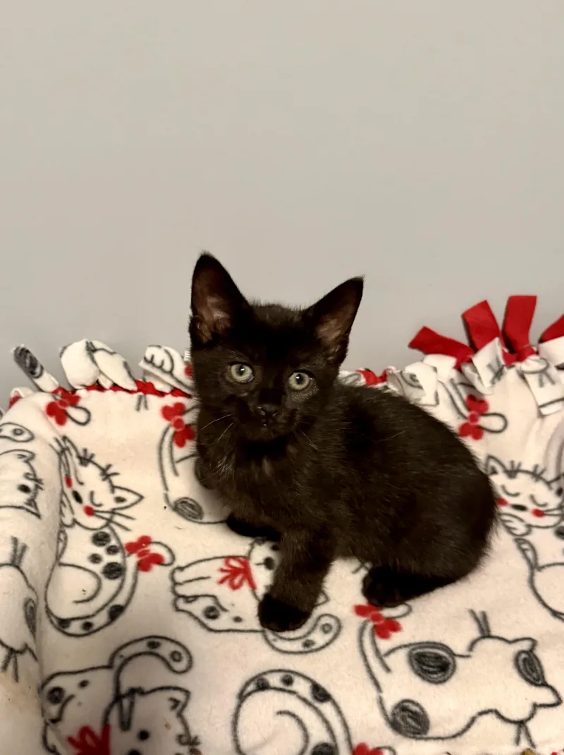 A young medium-sized male Domestic Short Hair cat named Connor for adoption in Franklin, OH