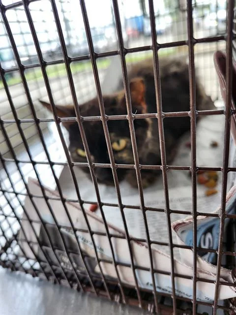 A baby small-sized male Domestic Short Hair cat named Aragorn for adoption in San Antonio, TX