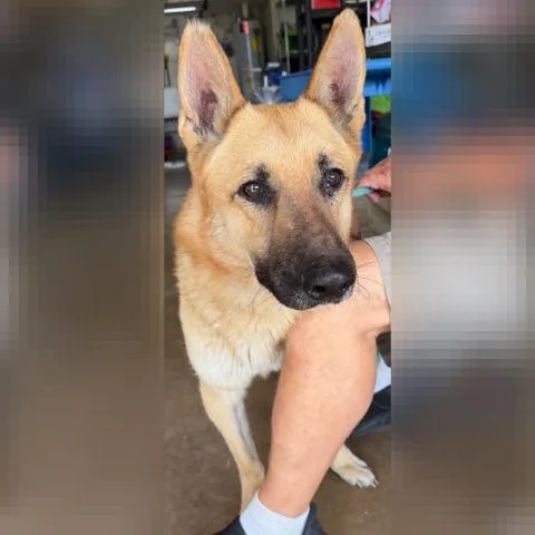 An adult medium-sized male Black German Shepherd Dog dog named Ricky for adoption in Denison, TX