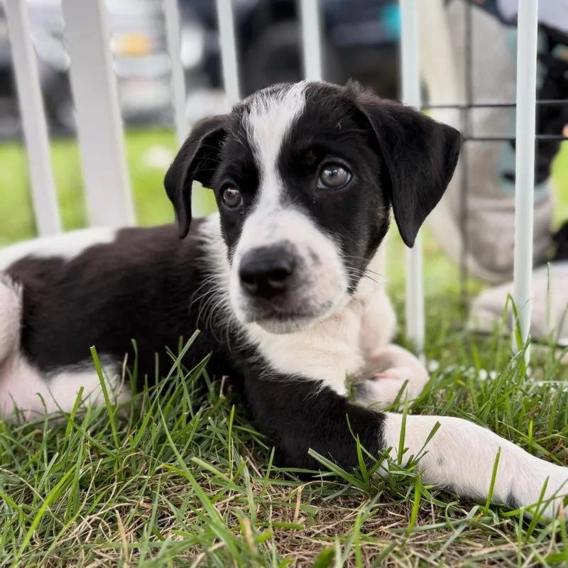 A baby small-sized female Mixed Breed dog named Milli for adoption in sun prairie, WI