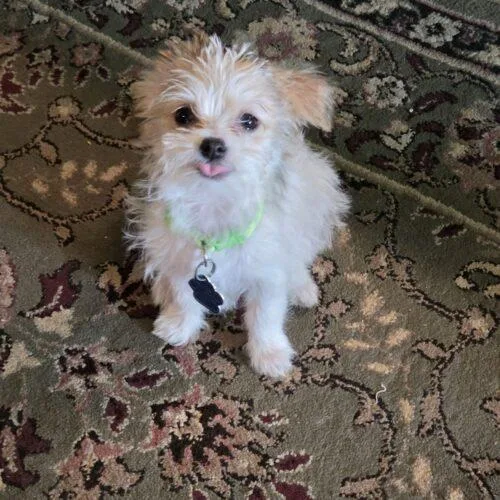 A baby small-sized female Brown / Chocolate Terrier dog named Cannoli for adoption in Broken Arrow, OK