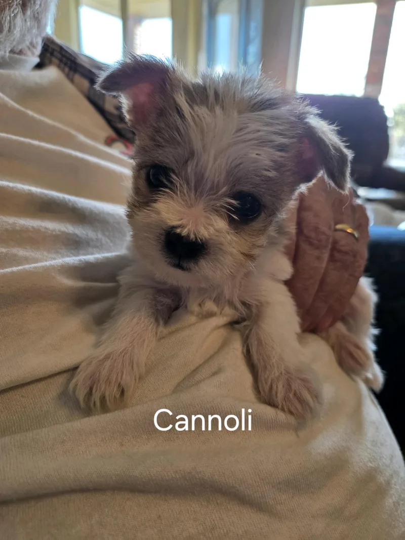 Cannoli thumbnail 2