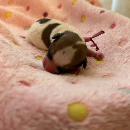 Cannoli thumbnail 3