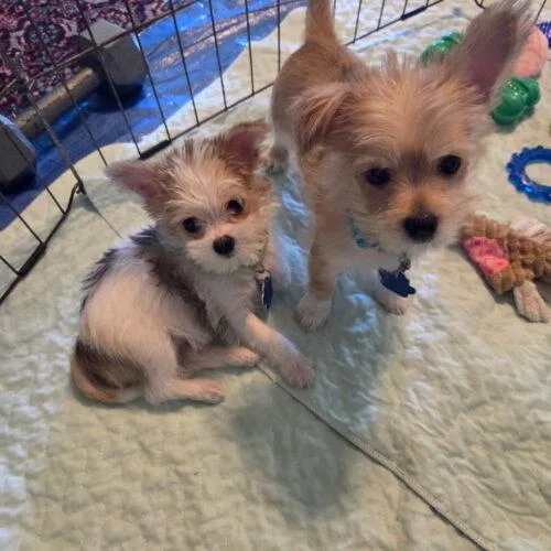 Cannoli thumbnail 4