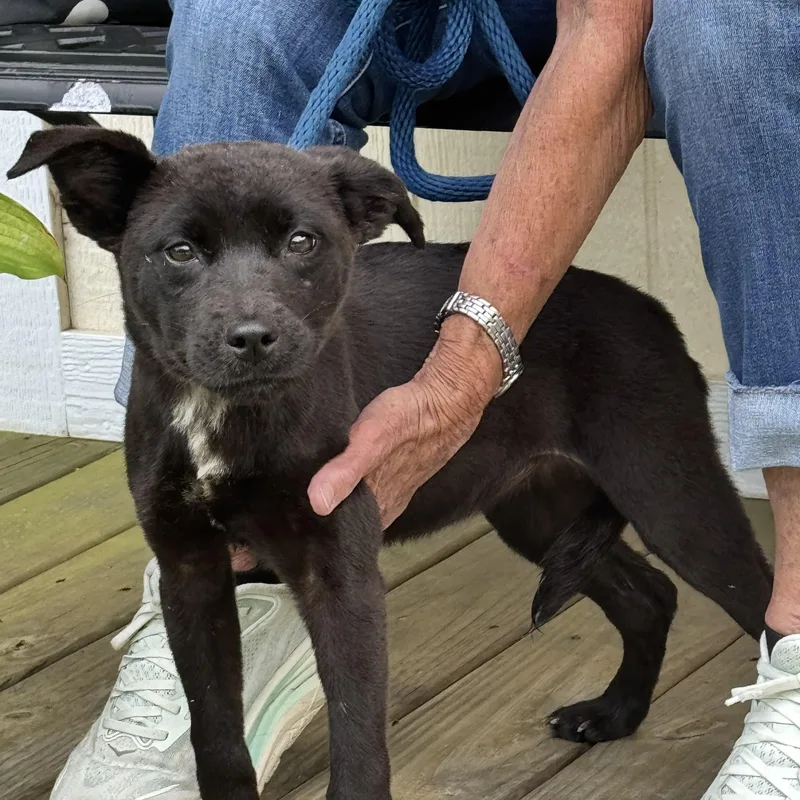 A young medium-sized female Black Terrier dog named Verity for adoption in Meherrin, VA