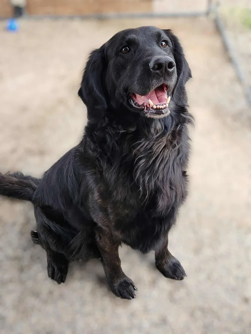 An adult large-sized male Golden Retriever dog named Luckee for adoption in Yreka, CA