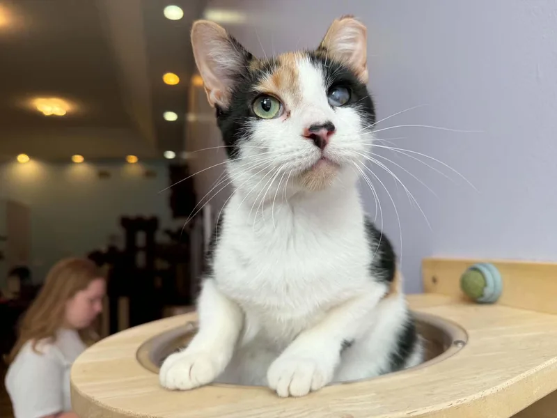A young medium-sized female Calico cat named Chance for adoption in West Lafayette, IN