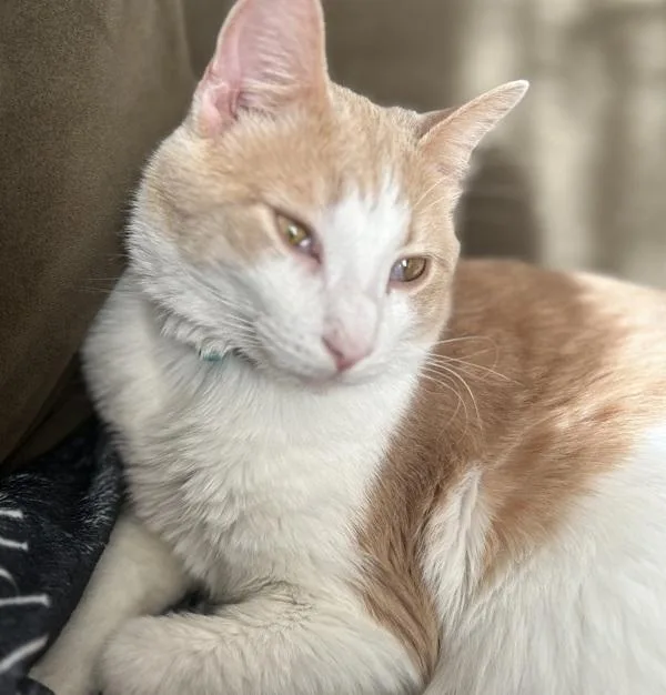 An adult medium-sized male Domestic Medium Hair cat named Marlin for adoption in Des Moines, IA