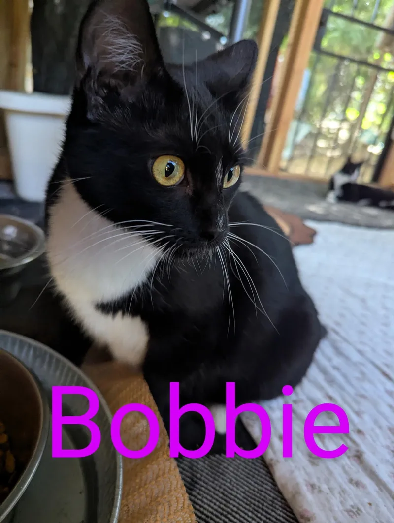Bobbie