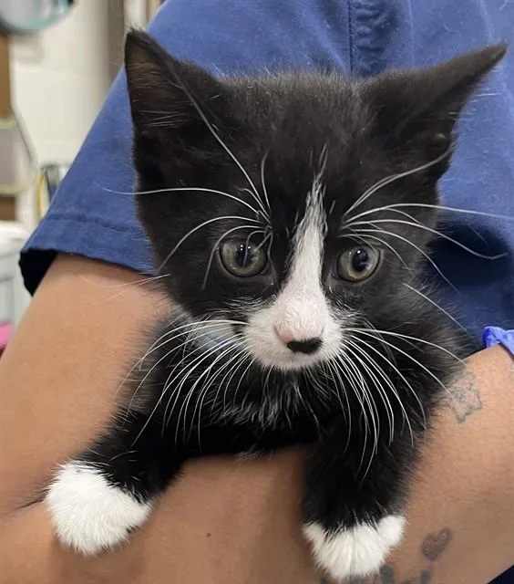 A baby small-sized male Domestic Short Hair cat named Demetrius for adoption in Upper Marlboro, MD