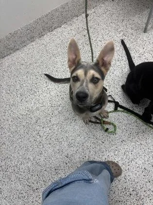An adult large-sized male Shepherd dog named Boingo for adoption in Atlanta, GA
