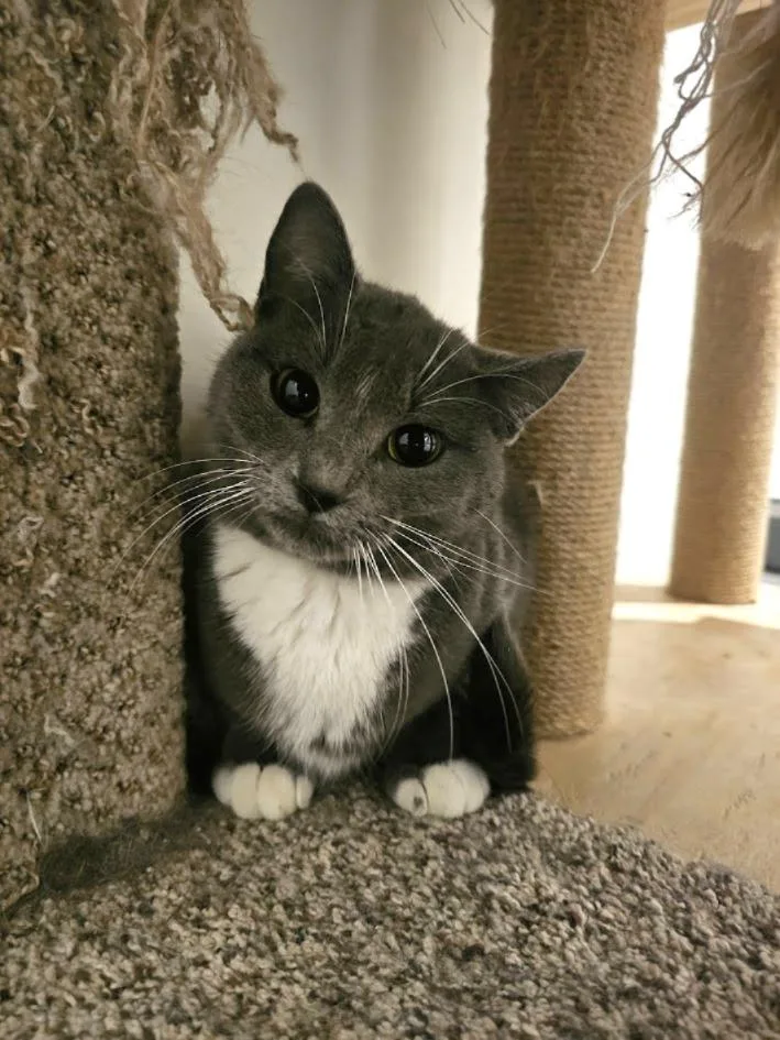 A baby medium-sized female Domestic Short Hair cat named Calypso for adoption in St. Cloud, MN