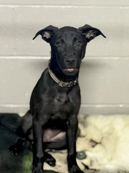 A baby medium-sized male Labrador Retriever dog named Atlas for adoption in Sacramento, CA
