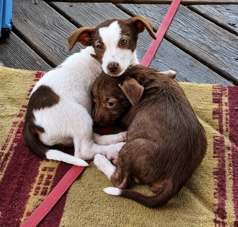 A baby small-sized female Rat Terrier dog named Cas for adoption in Youngstown, OH