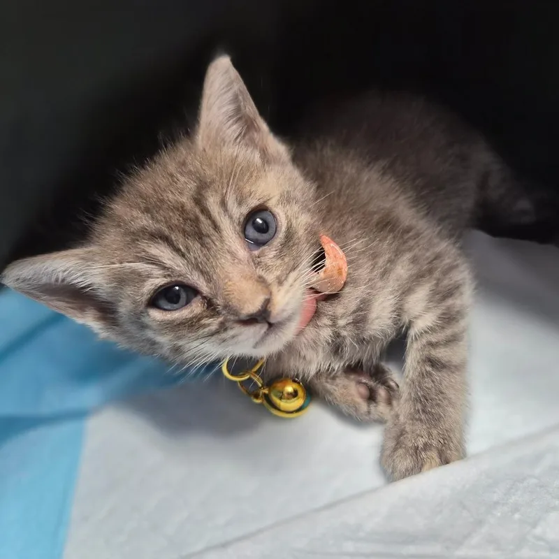 Nova