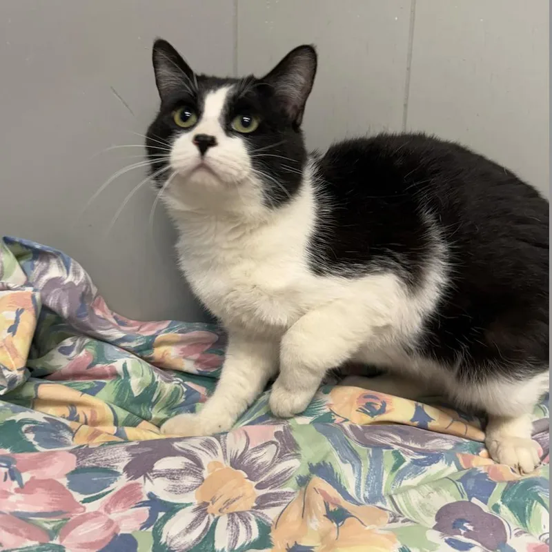 An adult small-sized male Black Domestic Short Hair cat named Jon Snow for adoption in Midland, TX