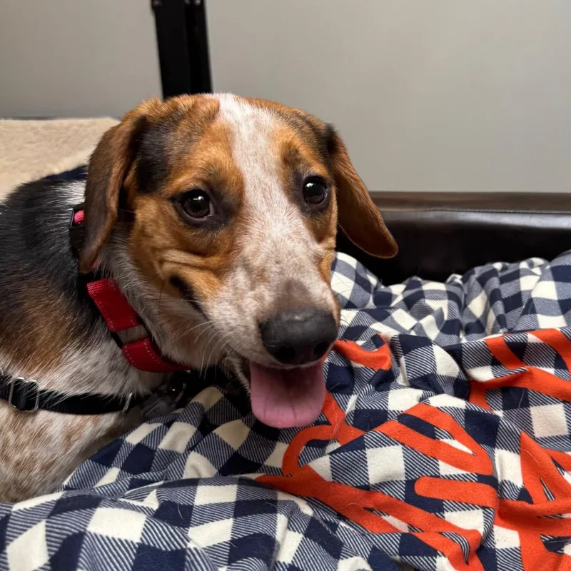 An adult medium-sized male Black Beagle dog named Rex Lex for adoption in Falls Church, VA