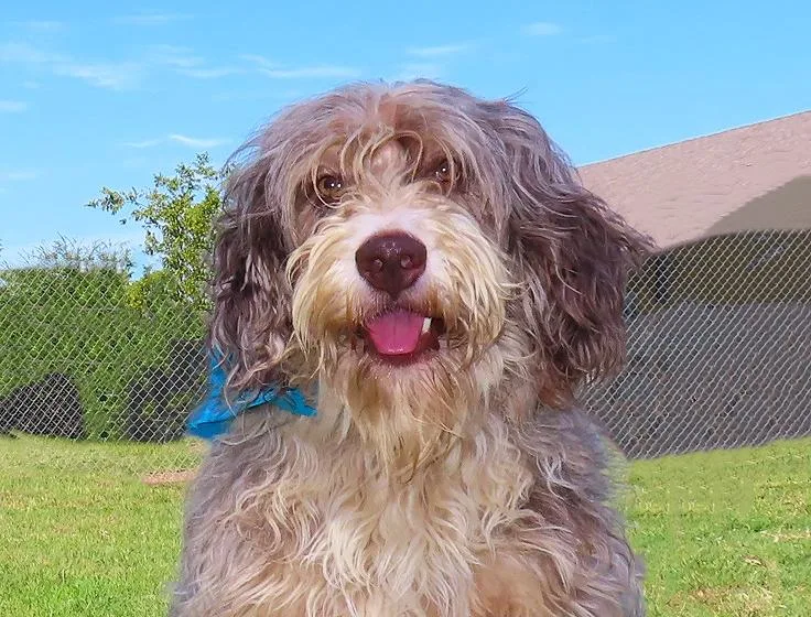 An adult large-sized male Labradoodle dog named Wookie CA for adoption in Rogers, AR