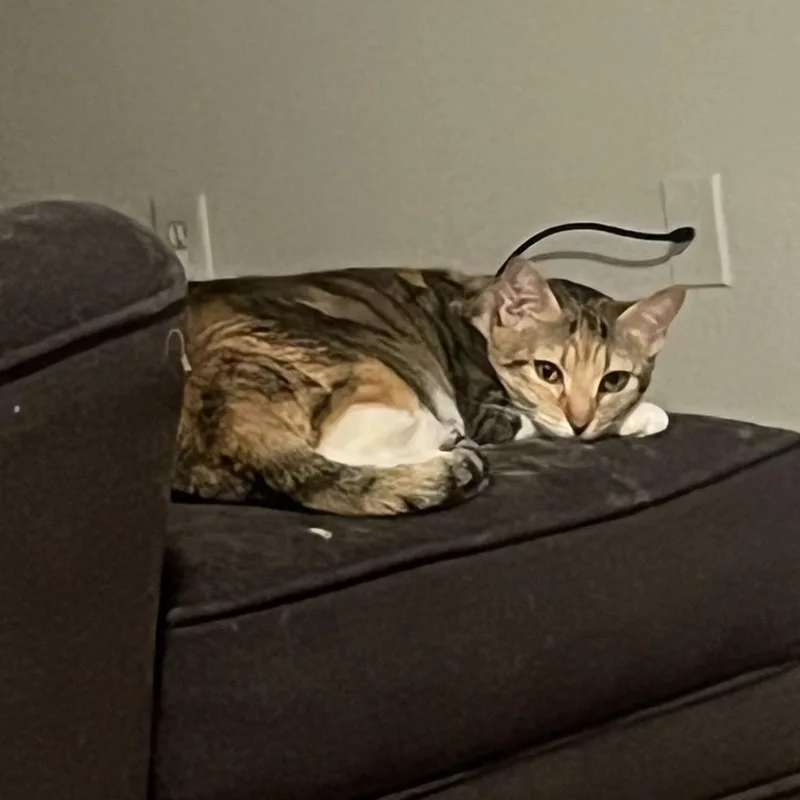 Savannah Smiles thumbnail 2