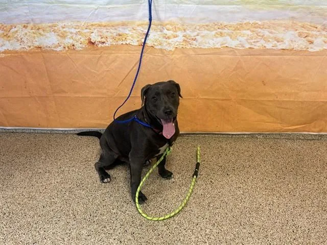 A young medium-sized male Terrier dog named Josh for adoption in Miami, FL