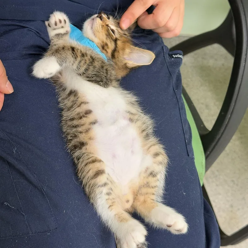 A baby medium-sized male Tabby (Tiger Striped) Domestic Short Hair cat named Sassafras for adoption in Kent, WA