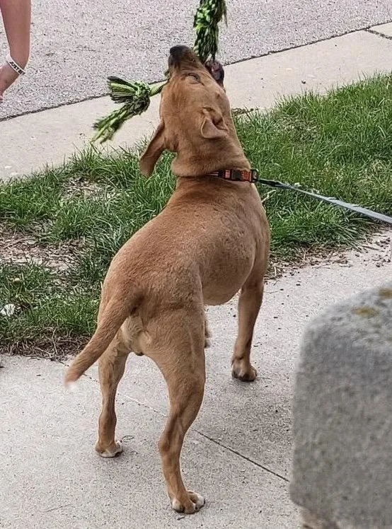 Toberlone thumbnail 2