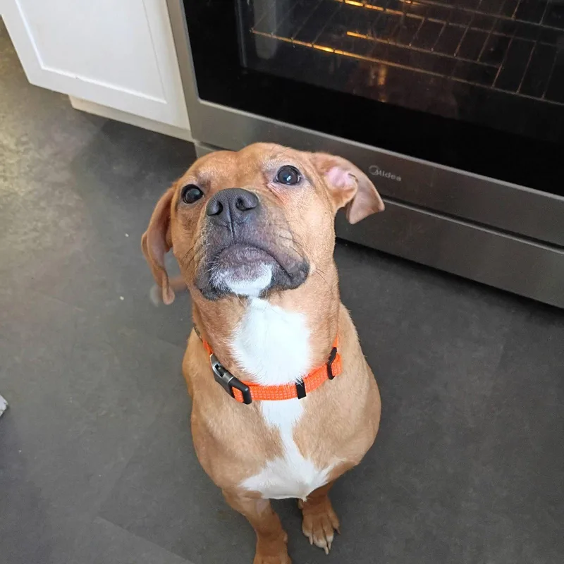 Toberlone thumbnail 3