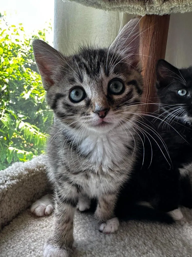 A baby small-sized female Domestic Medium Hair cat named Dahlia for adoption in Sebastian, FL