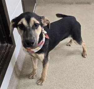 A young medium-sized male Shepherd dog named Shep for adoption in Bucyrus, OH
