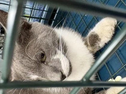 An adult small-sized male Domestic Short Hair cat named Frankie for adoption in Gainesville, FL
