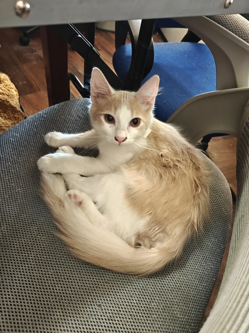 A young medium-sized male Domestic Medium Hair cat named Reg Shoe for adoption in Phoenix, AZ