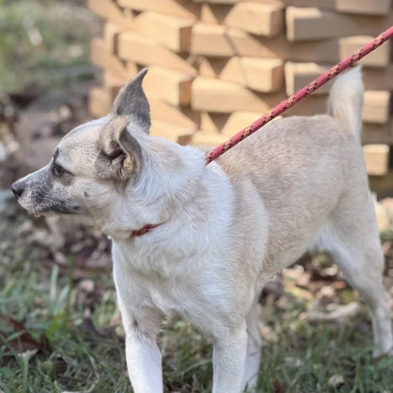An adult small-sized female Chihuahua dog named Jessie for adoption in Locust Fork, AL