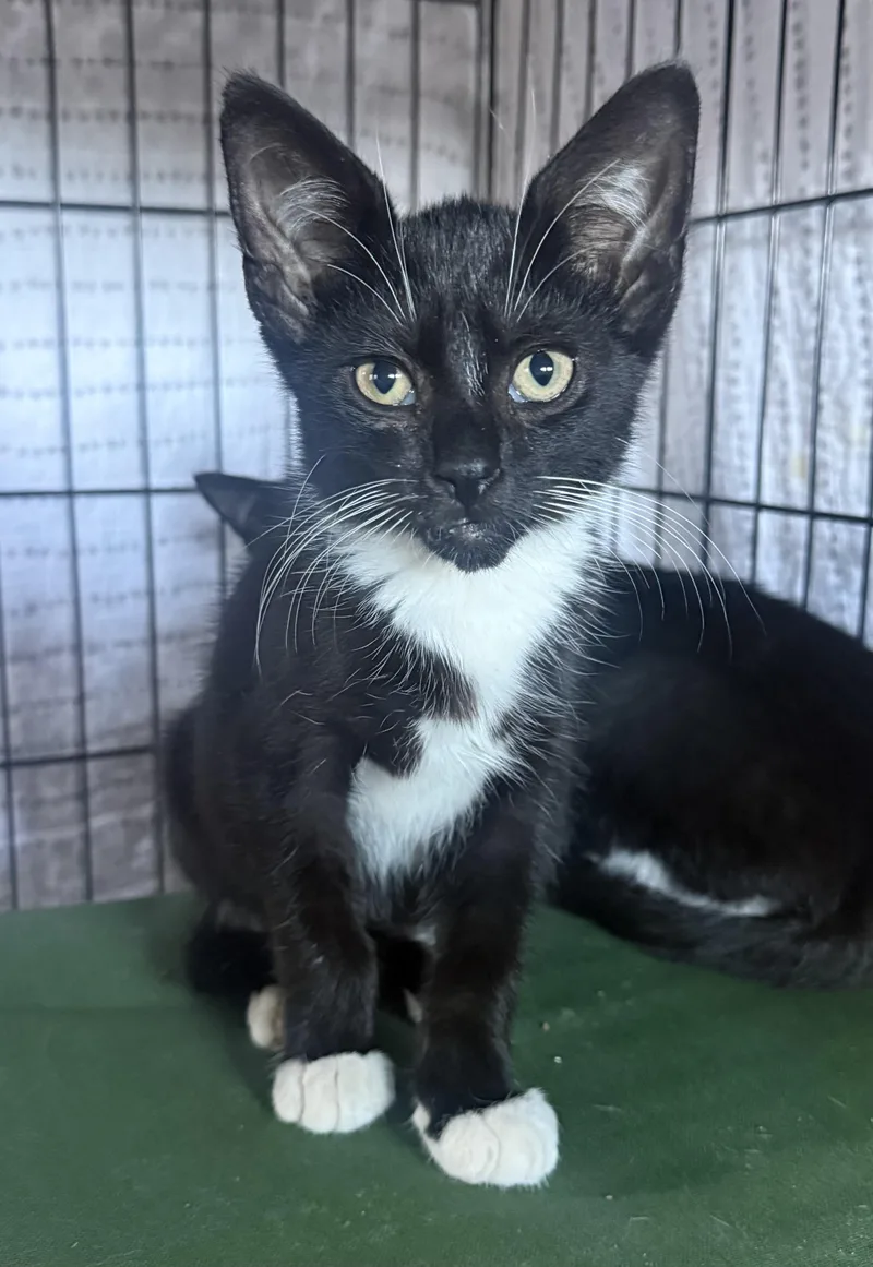 A baby small-sized male Black & White / Tuxedo Tuxedo cat named Jackson for adoption in CANONSBURG, PA