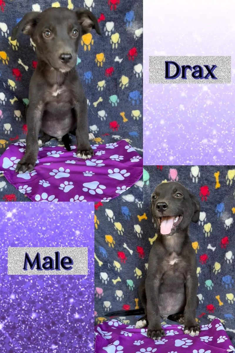 A baby medium-sized male Mountain Cur dog named Drax for adoption in Manchester, CT