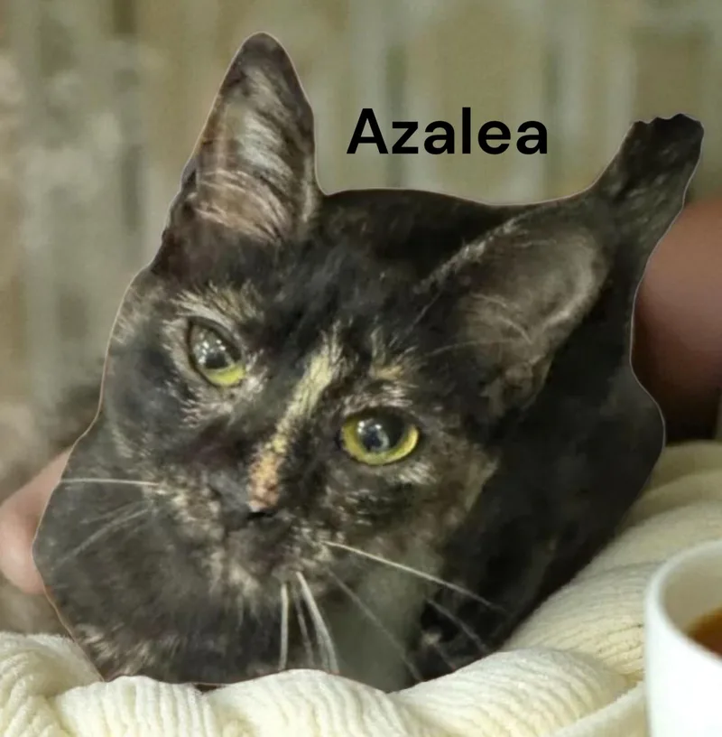 A young medium-sized female Tortoiseshell cat named Azalea for adoption in Weems, VA