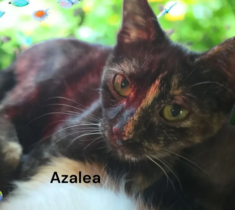 Azalea thumbnail 2