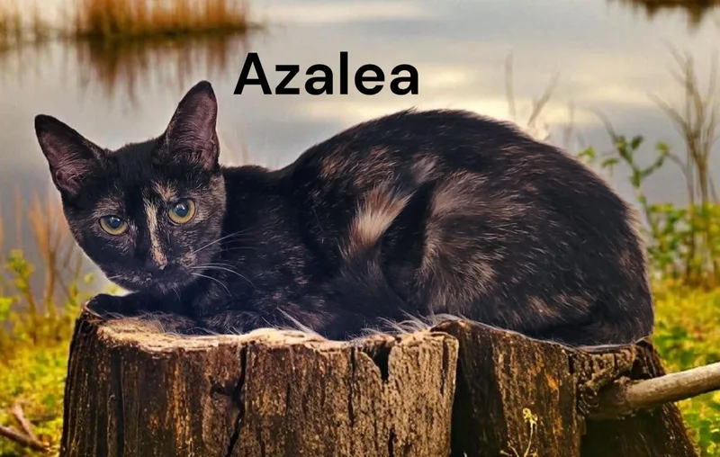 Azalea thumbnail 3