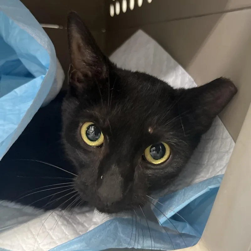 An adult medium-sized female Black Domestic Medium Hair cat named Maryam for adoption in Marshall, VA