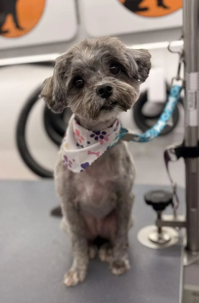 An adult small-sized female Gray / Blue / Silver Shih Tzu dog named Coco for adoption in Bowling Green, OH