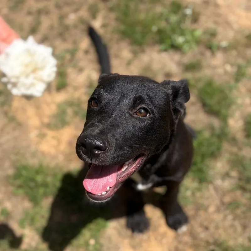 A baby medium-sized female Black Pit Bull Terrier dog named Lucy for adoption in Parrish, AL