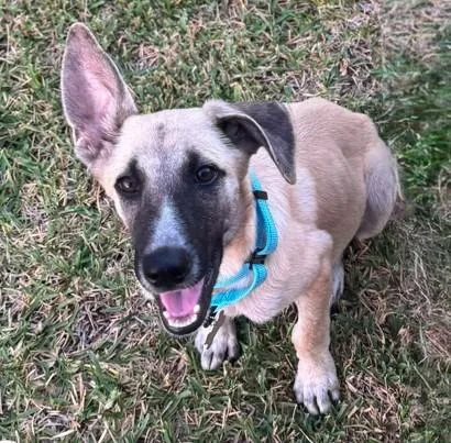 A baby medium-sized male German Shepherd Dog dog named Simon for adoption in Houston, TX